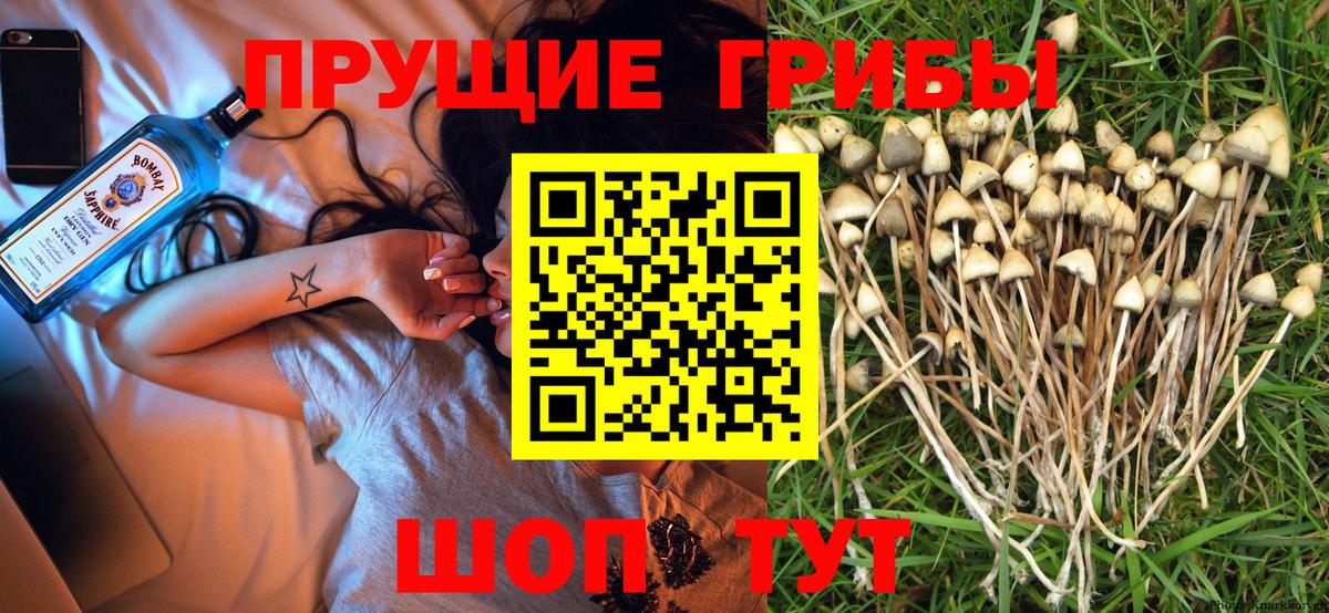 Галлюциногенные грибы Psilocybe Дальнереченск